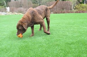 Read more about the article Choosing the Right Artificial Grass for your Dog(s) to Safely Use