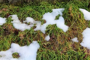 Natural Grass after snow fall