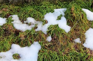 Snow, Melt, Means Mud Tracking In Your Home… Not With Artificial Grass