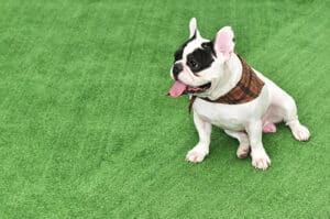 Read more about the article Artificial Turf for Dogs: Top 14 FAQs for Pet Owners