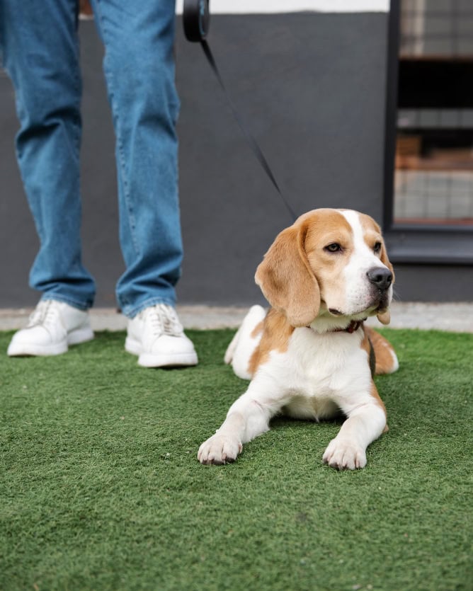 Residential dog area upgraded with durable pet turf