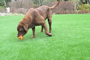 Transform Your Yard into a Pet Paradise with Artificial Turf!