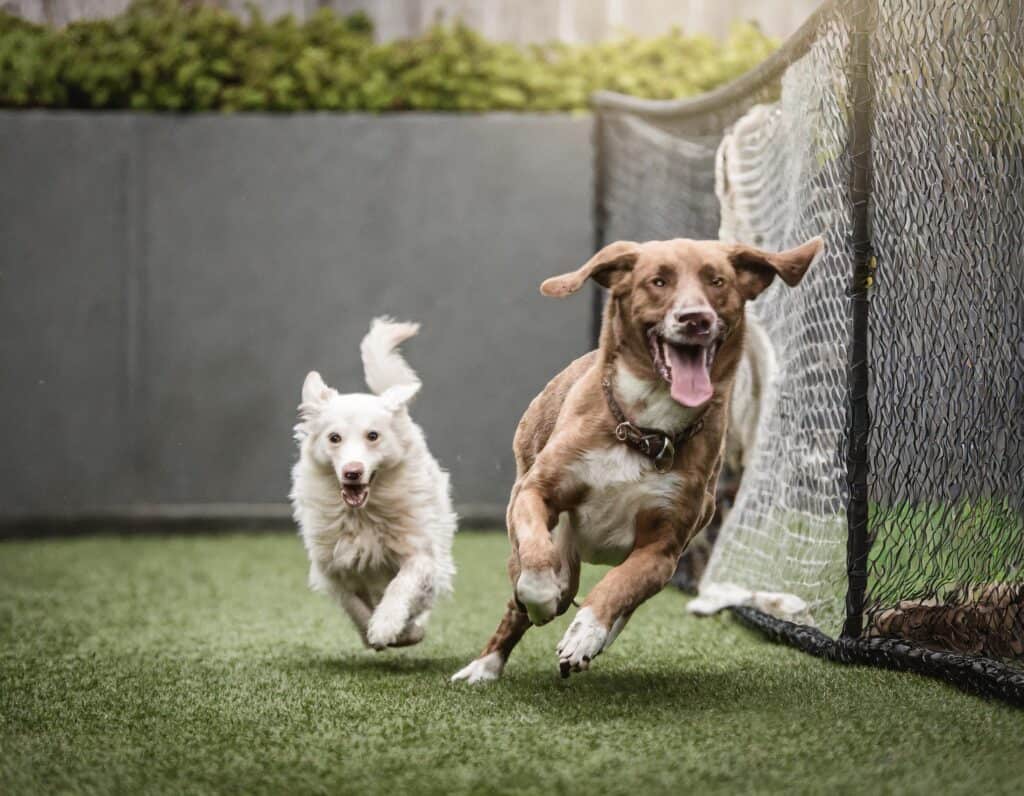 Pet turf installation providing clean outdoor play space