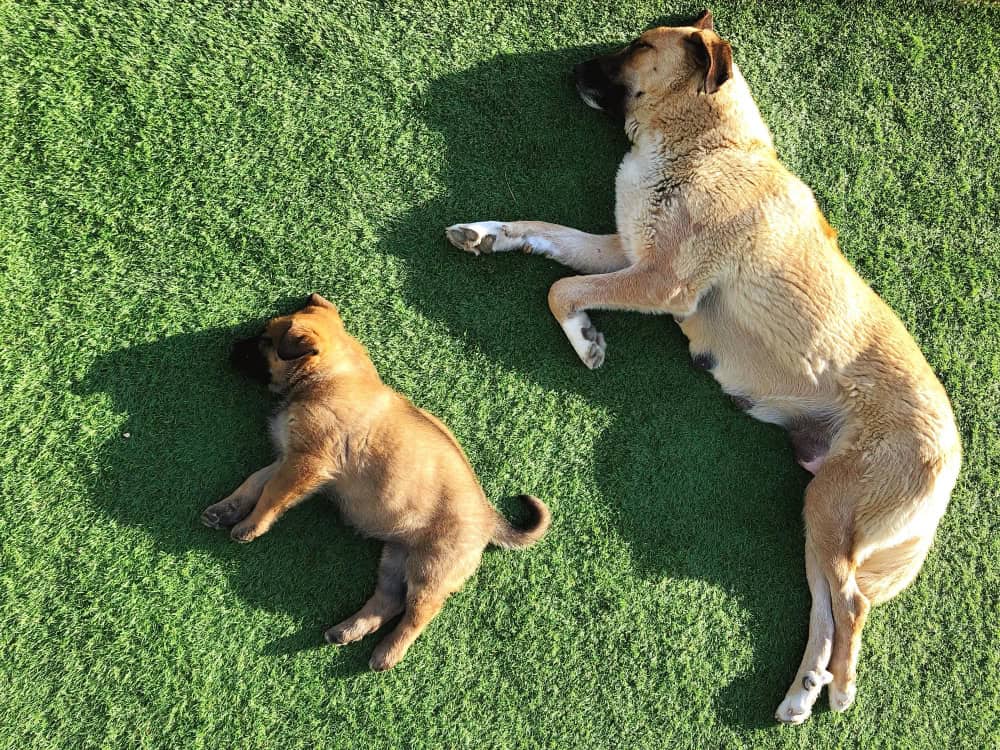 Dog enjoying artificial turf area in residential yard