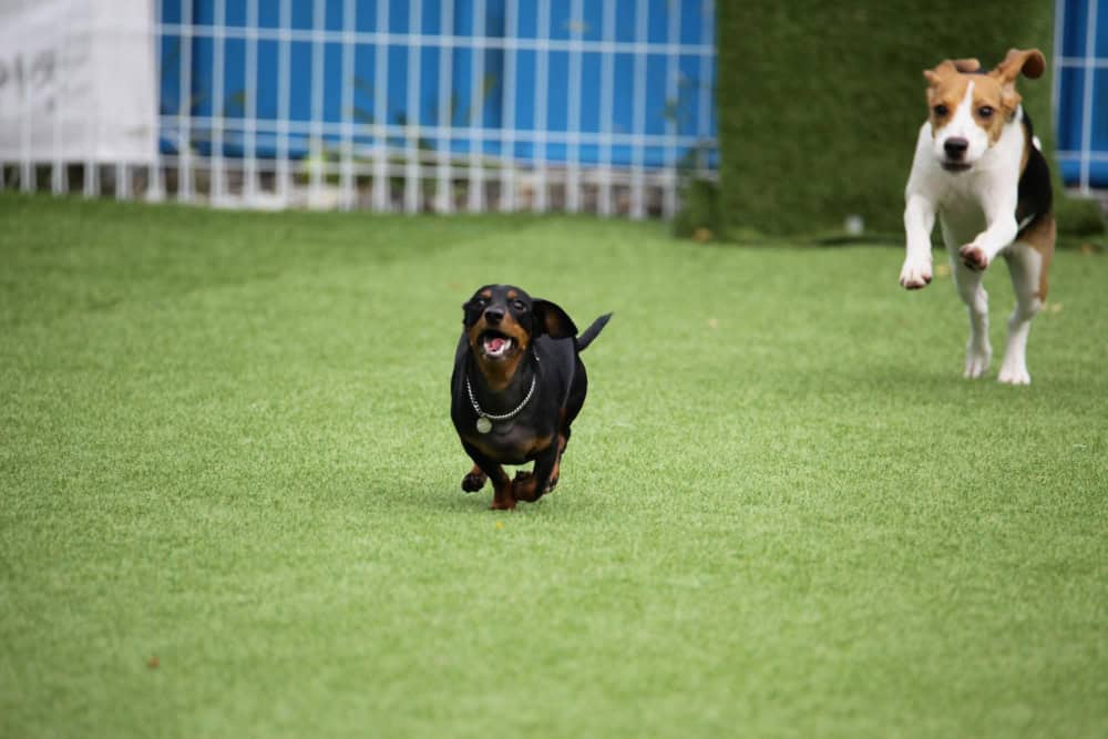 Synthetic turf engineered to withstand heavy pet traffic